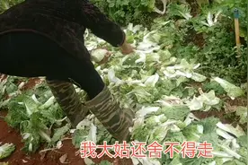 菜地里丢弃的橄榄菜和小白菜竟然没人要，小何和姑姑去捡，能吃吗视频封面