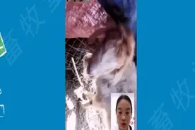 小羊低温发抖这种情况要注意了视频封面