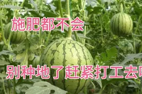 怎么用醋酸或者EM发酵液调整肥料酸碱度！视频封面