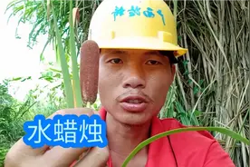 给大家分享一下，水蜡烛能止痛，消肿，止血等作用视频封面