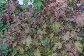 药食两用的紫苏，有5种吃法，但不能与鲤鱼同食易生毒疮！