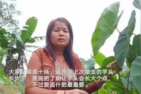 种植芋头到追肥时侯，要施什么肥料合适让芋头长出又大又粉不烂根视频封面