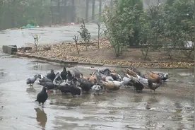 放养鸽子不会飞走，主人呼唤立马集合，民间技艺值得推崇