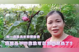 玫瑰茄又叫洛神花，我们本地土话叫红桃K，遇见它开花要靠缘份视频封面