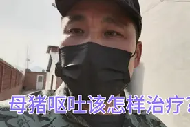 母猪吃料后，出现呕吐料，吐血，该怎样治疗？视频封面