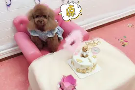 小泰迪一周岁生日，全家出动安排生日party，还有抓周哦视频封面