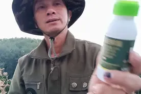 芒果谢花前E哥用最常规的一种药来保果，果粒多多视频封面