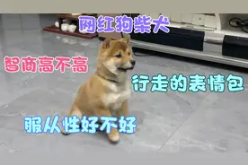 来看看网红狗柴犬的智商怎么样，和金毛，拉布拉多比较谁更聪明。