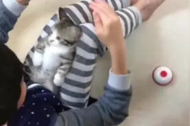 日本小男孩哄猫的特殊“催眠”手法，前秒还活蹦乱跳，转眼就困了