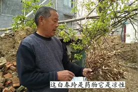 农村大涛小院伐椿树，隔壁嫂子来摘椿铃，椿铃能治好多病你信吗。视频封面