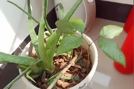 龙眼吃完果核别扔，佩佩教你种盆栽，满满的幸福感！快来试试吧视频封面