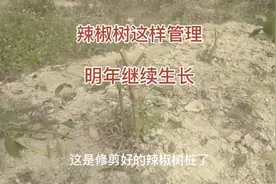 辣椒树这样管理，明年照样结辣椒，值得学习视频封面