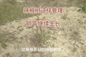 辣椒树这样管理，明年照样结辣椒，值得学习视频封面