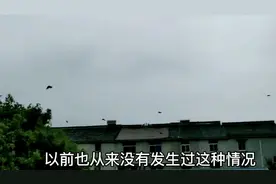 房顶上有几百只麻雀，它们这么集聚，你知道原因吗？视频封面