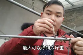 农村的称杆你会认吗？小伙教你怎么看重量，涨知识