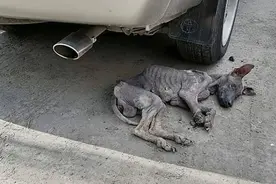 可怜的狗饥饿难耐，独自徘徊在街道上，内心充满了孤独和害怕！