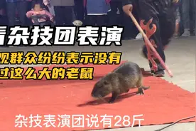 看杂技表演：现场观众挤的水泄不通，纷纷表示没有见过这么大老鼠