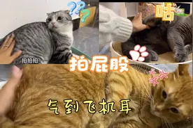 猫咪的屁股不能拍，后果很严重…橘猫小倔脾气有点儿大啊