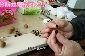 别再水果店骗了😱分辨龙眼核的大小居然这么简单视频封面