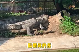 兄弟们珠海鳄鱼岛了解一下 好大只的鳄鱼视频封面