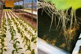 用水造菜的叶菜工厂视频封面