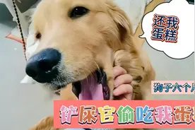 小金毛过生日，蛋糕却被铲屎官偷吃了，它一脸不高兴。视频封面