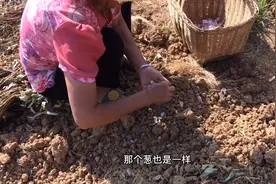 葱和蒜种植方法，这样子做保证出苗率高