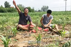 农村西瓜地里干活，兄弟俩现场比赛吃瓜，一人半个，大哥不够吃！视频封面