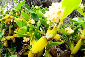 云南小伙大山捡菌，发现悬崖上金黄色植物，石斛石橄榄傻傻分不清视频封面