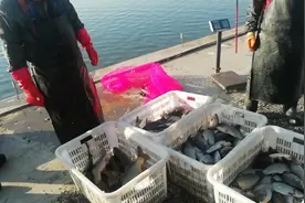 静海花园明水钓场，鱼情不好，好友刚子三次搬家，完美上岸视频封面