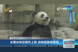 羡慕！动物避暑有奇招，水果冰块空调齐上阵，大熊猫淡定啃竹子