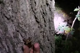 抓金蝉爬叉用对方法即方便又快捷，爬叉金蝉大丰收