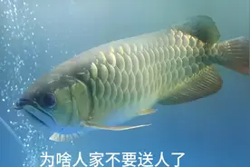 这条龙鱼到底出了什么问题，为啥养了三四年的鱼，说送人就送人了视频封面