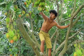 东南亚红毛丹收获季，小哥上山寻找野生红毛丹吃！