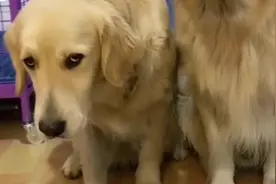 金毛等主人喊123吃饭，可美女就是不喊3，气的金毛直翻白眼视频封面