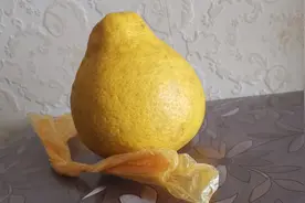 一个塑料袋即可轻松打开柚子，不伤果肉，即整齐又省力