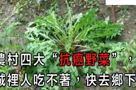 隐藏在农村的四种野菜，能预防癌症，城里人想吃都吃不到视频封面