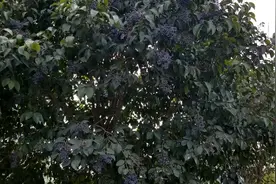 大叶女贞，很好的行道树，果实叫女贞子药用。