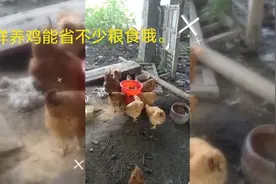 这个鸡食桶怎么样？🌝
养鸡出现问题？看介绍视频封面