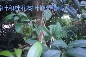 市场上卖的香叶，到底是不是农村里的桂花树叶，能分清吗？
