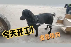 拉布拉多秒变雪橇狗，主人手工定制专属的拉车，出门才够拉风视频封面