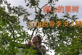 四川江油，大山里无人村遍山的果树，果子熟了没人摘脱骨李太好吃视频封面