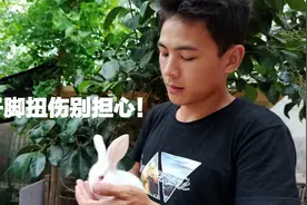 兔子脚扭伤处理方法，新手可以看看，真的很简单！
