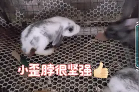 还记得刚出生被兔妈妈踩伤的小兔子吗？它很坚强