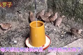 鹌鹑真不愧是下蛋王，吃的少下蛋多，一只一年能下几百个蛋！