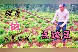 霜降前后地里忙，红薯地里套种点豌豆！视频封面