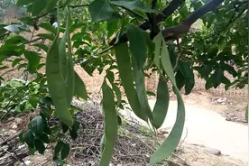 山西农村有一种树上结满了大豆角，但不能吃，看看啥样子