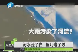 郑州东风渠水面泛白沫，河道内惊现大量死鱼！负责人：下雨闹的视频封面