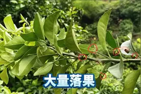高温导致柑橘大量落果，前期做好这一步工作，掉果也不用慌视频封面