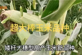 这几个超大棒玉米新品种，最长可达35厘米